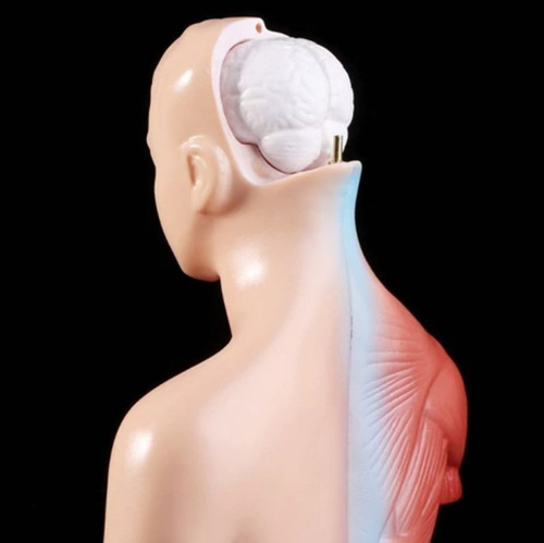 Imagen 6 de 7 de Torso Humano 28 Cm Modelo Órganos Extraíbles Santiago