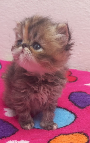 Imagen 7 de 10 de Gatos Persas