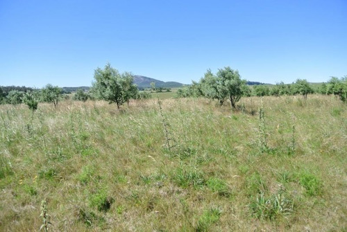 Quinta | Camino Amilcar Pelufo