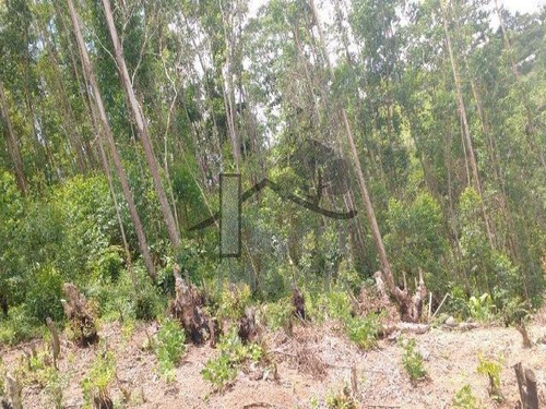 Imagem 4 de 8 de Cód 1770 - Terreno De 123.000 M² Com Ótima Localização. - 1770