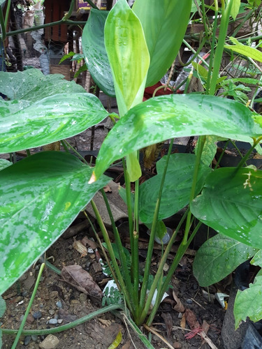 Raiz Rizoma De Akaxilotl (camote Blanco Huasteco) 3 Piezas