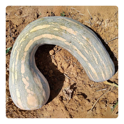 Abobora Menina Rajada Seca - 50g