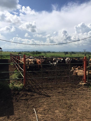 Imagen 9 de 14 de Finca En Venta Areo - Municipio Cedeño