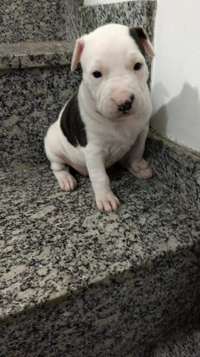 Filhotes De Pit Bull