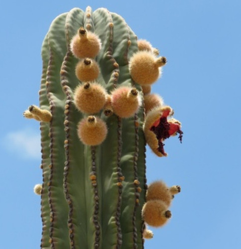Pachycereus Pringlei, Cardon, 15 Semillas, Nv