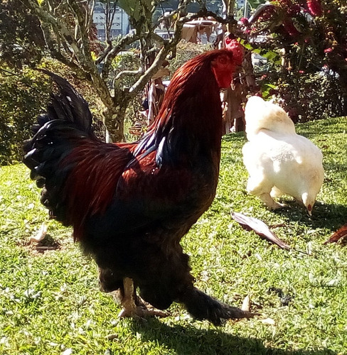 Gallinas Brahama