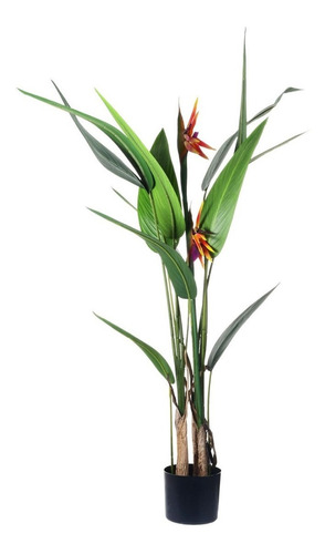 Planta Decorativa Strelitzia 125 Cms.