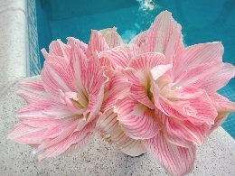 Bulbo Amaryllis Exotico Pretty Nymph. Caba. Envíos