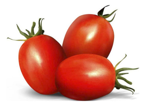 Semilla Tomate Tipo Saladette Pack 10 Semillas Hidroponía Hb