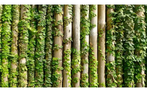 Ficus Pumila Terrario Planta Trepadora