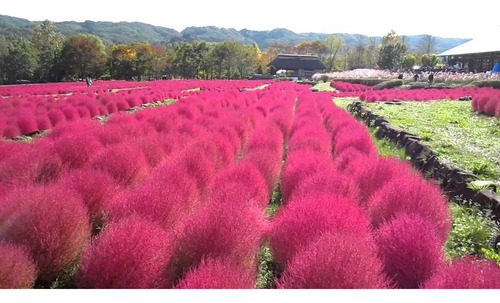 Imagem 3 de 9 de Kochia Vermelha Burning Bush Grama 100 Sementes Para Mudas