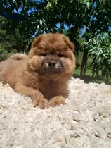 Comprar Chow Chow Hembra Marrón