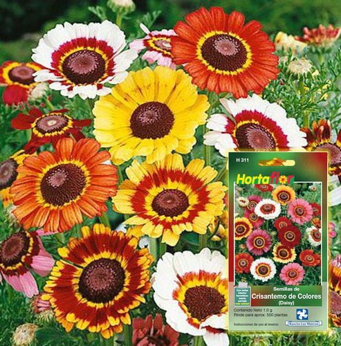 Semillas De Crisantemos Daisy Flores Colores Variados | MercadoLibre
