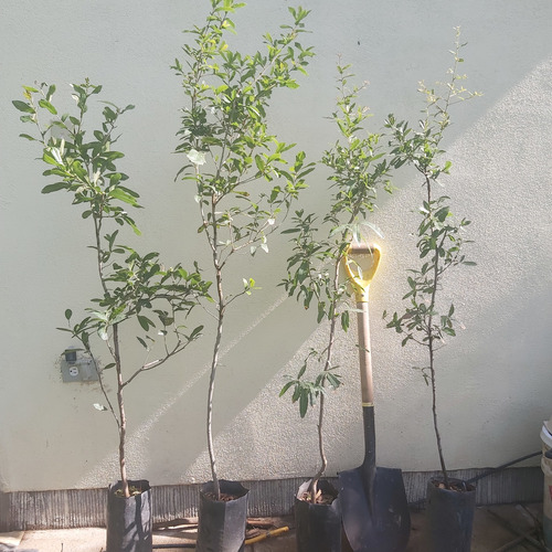 Arbol De Encino Siempreverde 1mt. (envio Incluido)oak Live