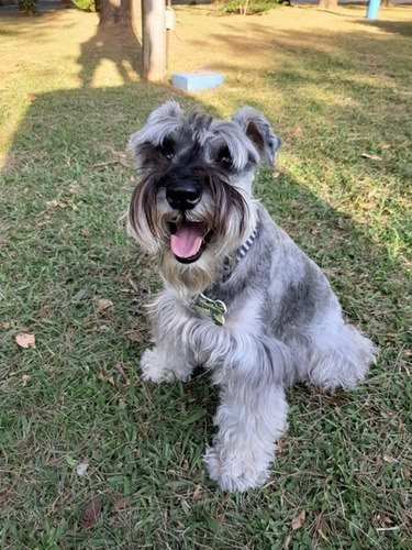 Cachorro Schnauzer Mini.  07