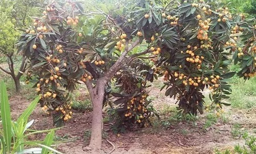 Níspero, Nísperos, Níspero Del Japón 10lts