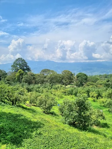 Excelente Finca Productora De Aguacate
