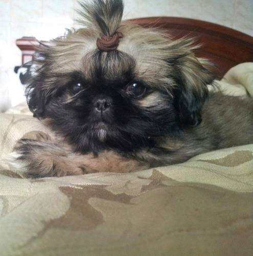 Shitzu Cachorros Macho Y Hembra 300 Color Caramelo Puros