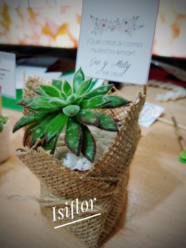 Imagen 3 de 11 de 10 Mini Cactus Suculentas Souvenir Eventos Cumple Isiflor