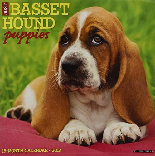 Just Basset Hound Puppies 2019 Wall Calendar (dog Breed Cale