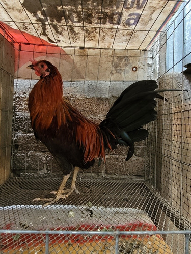 Gallos De Pelea Finos (Usado)