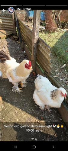 Imagem 1 de 4 de Vendo Ovos Galados De Galinha E Pintinhos