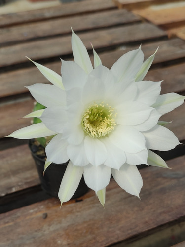 Cacto Echinopsis Subdenudata - Flor Branca Bonita Algodão | Parcelamento  sem juros