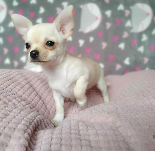 Extraordinarios Cachorros Chihuahua Exclusivos Peru