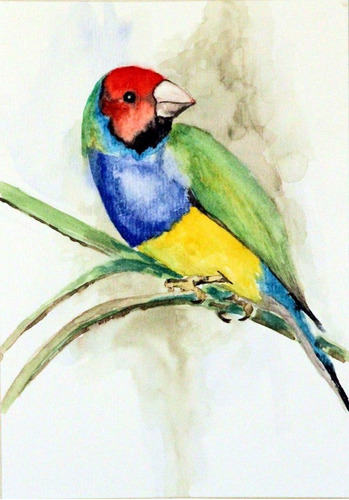 Quadro Decorativo Aquarela-diamante-de-gould-cópia Fotográf