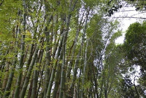 Imagem 2 de 11 de Terreno - Ref: 493988