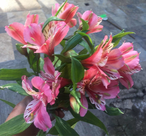 Rizoma De Alstroemeria, Varios Colores. Dos Rizomas Por $170