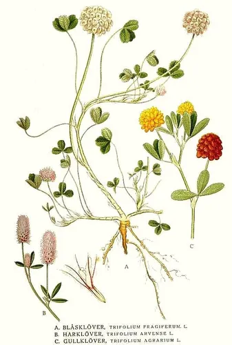 100 Semillas De Trebol Frutilla De Palestina - Flor