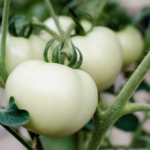 20 Semillas De Tomate White Beauty