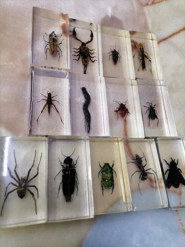 Coleccion Bichos Rba,insectos,national Encapsulado,resin V2
