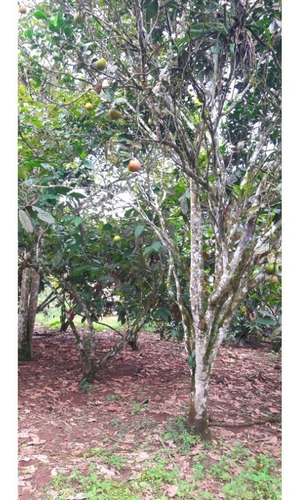 Imagen 9 de 10 de Hermosa Finca En Plena Producción De Cacao Y Café En Recinto Libertad Del Toachi , Vía A Las Mercedes Km 7