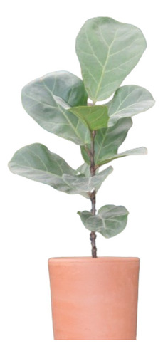 Planta Interior Ficus Lyrata