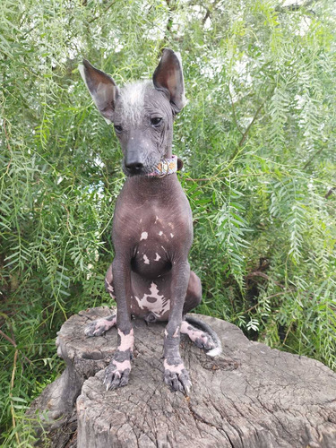 Xoloitzcuintle Hembra Estandar 