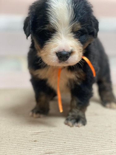 Perro Bernés De La Montaña Mascotas Rionegro