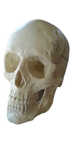 Craneo Humano Scan 3d