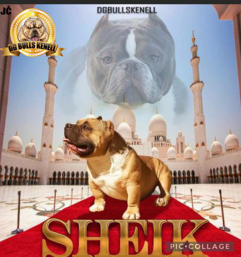 Imagem 1 de 2 de Estou Colocando 10 Coberturas Do Sheik Valor Promocional!