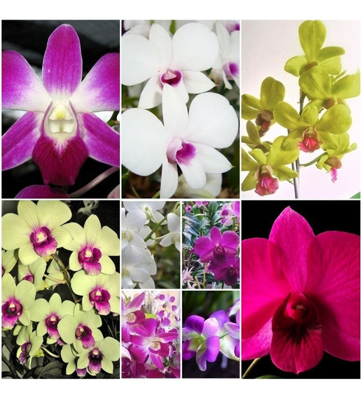 3 Orquídeas Denphal Adultas, Branca, Amarela E Roxo | Frete grátis