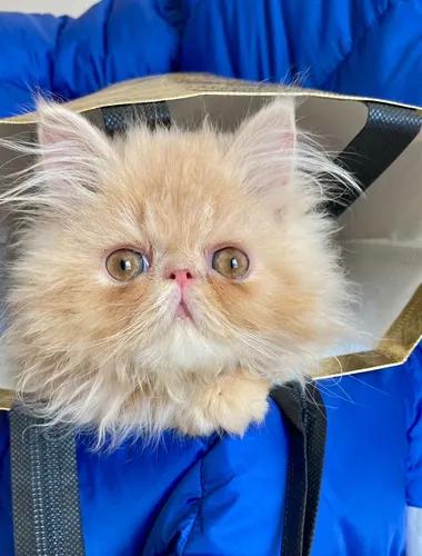 comprar Gato Persa Súper Extremos