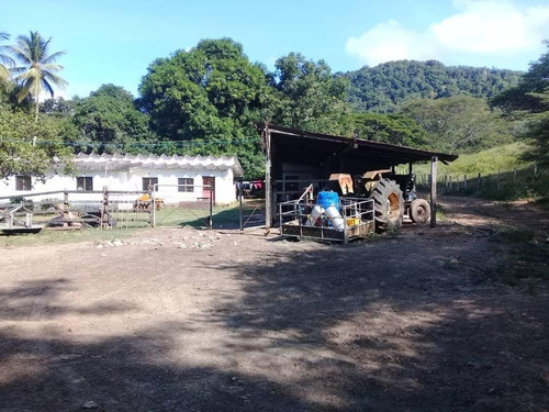 Imagen 3 de 16 de Finca En Falcon En Venta.lf