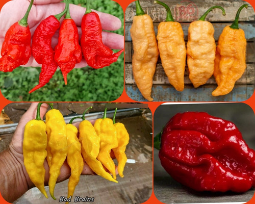 200 Sementes: Trinindade Scorpyon Red E Scorpyon Yellow.