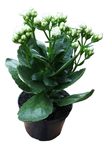 Planta Kalanchoe Blanco 