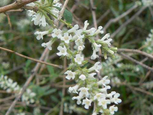 50 Semillas De Cedrón De Monte - Azahar De Campo (aloysia Gratissima) Planta Nativa Medicianl Y Aromática, Delicioso Te