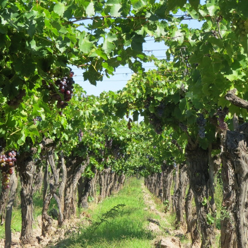 Imagen 2 de 10 de Vendo Finca 10 Ha - Viñedos De Excelente Produccion En Atuel Norte-san Rafael