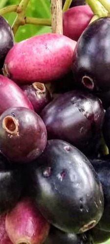 Planta Frutal De Jambolan / Arbol De Uva Egipcia