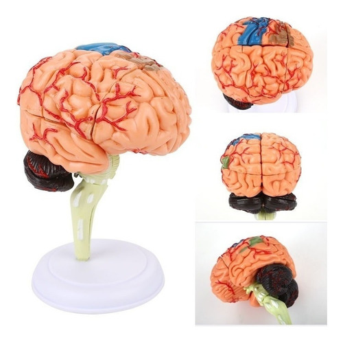 Modelo Cerebro Rompecabezas Cabeza Humano