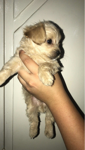 Imagen 3 de 3 de Cachorros Poddle Pequeño